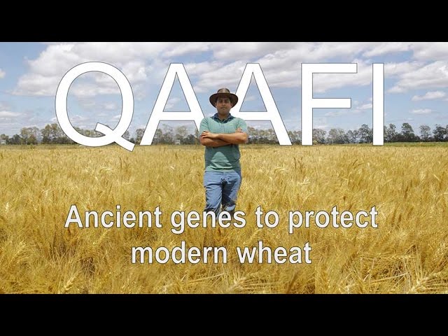 Watch Ancient genes to protect modern wheat: Adnan Riaz, QAAFI on YouTube.
