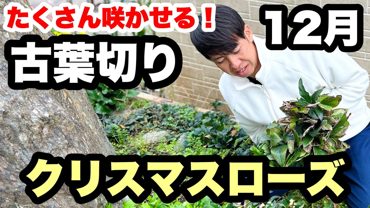 ◇[Christmas Rose] Basics of cutting old leaves and fertilizing