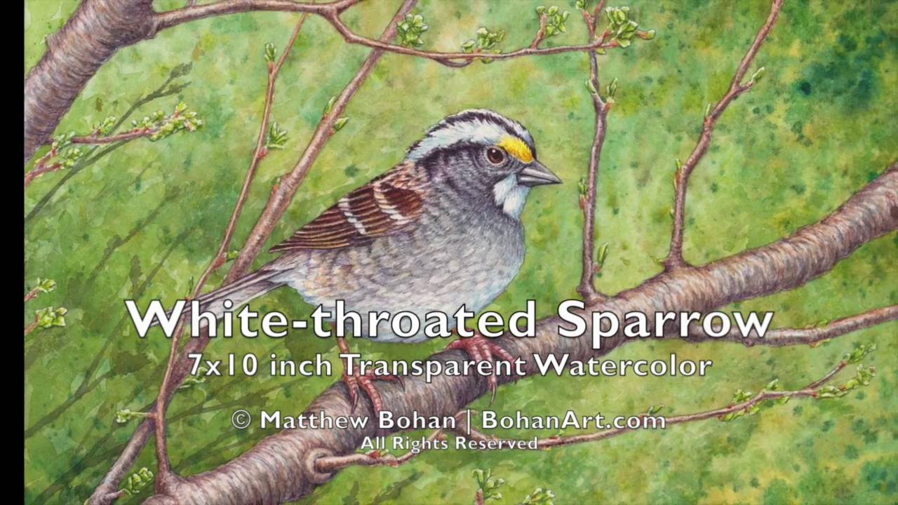 Male White-throated Sparrow Painting: Transparent Watercolor Time-lapse