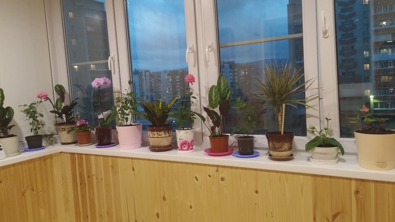 Мои цветочки