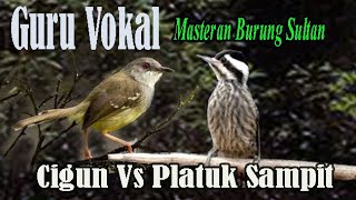 Guru Vokal Masteran Burung Sultan Cigun Vs Platuk Sampit