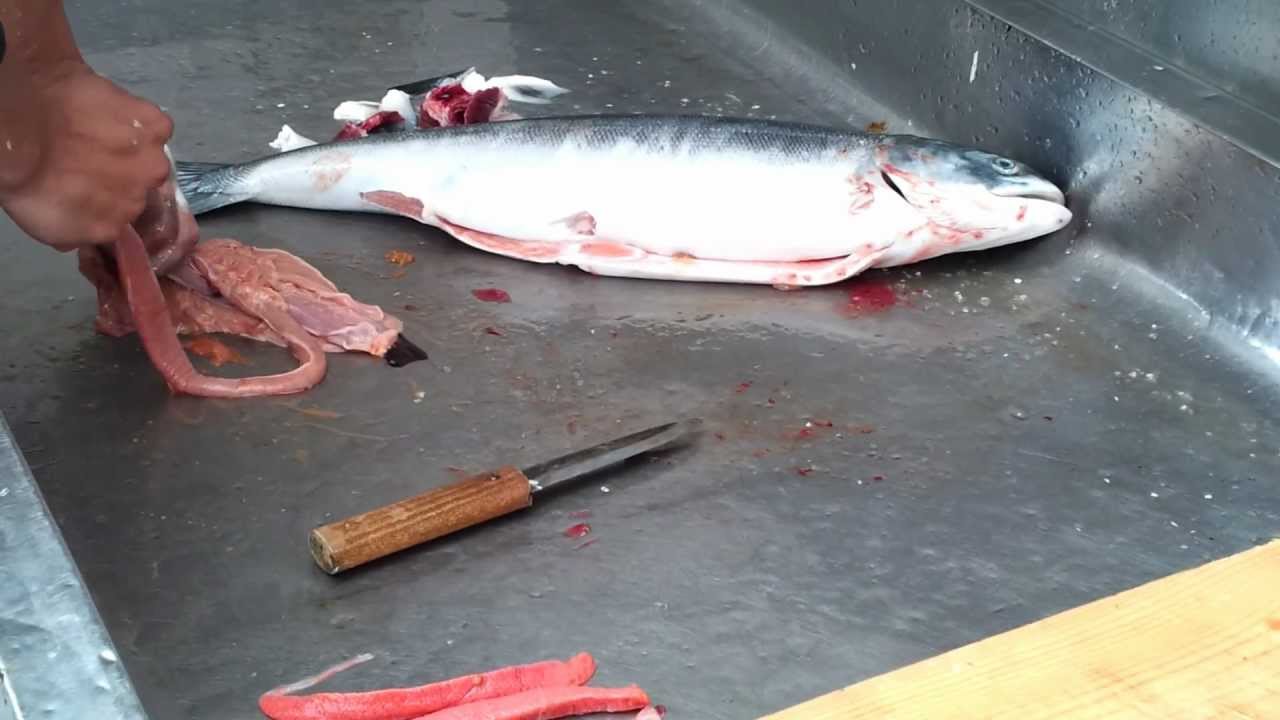 北海道の初夏の味覚 鮭 トキシラズの捌き方 ｂｙアツマル水産 Youtube