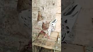 khwje top quality | high flair Kabutar kabutar pigeon shortvideo
