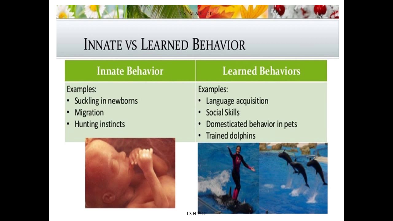 Animal behavior (lecture 2)