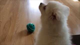 Cutest Puppy Noises! (Compilation)