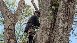 Cưa  cây  xoài  thanh  ca  siêu  khủng , Mango  tree .Cưa  cây  kỷ thuật cao