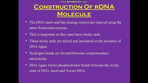 Construction of rDNA