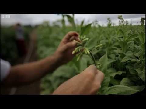 The Origins of Tobacco - Addicted To Pleasure - BBC