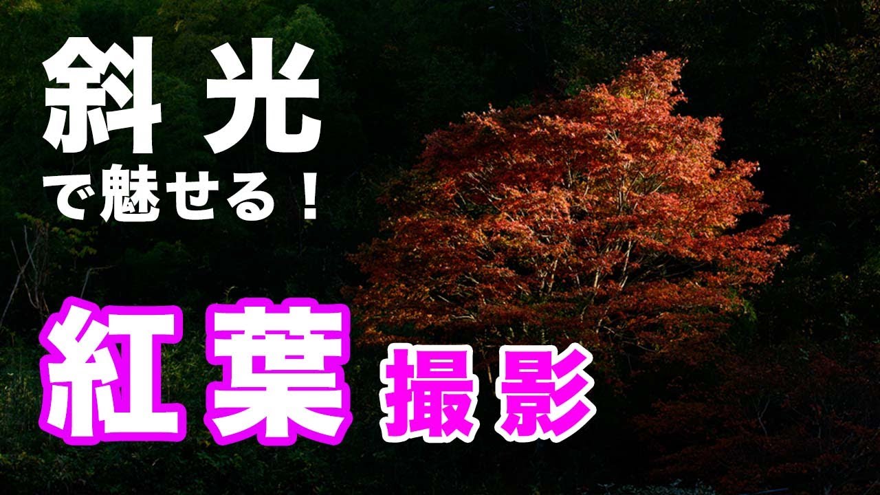 斜光とキラキラを狙え！紅葉撮影レベルアップのヒント｜フォト