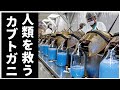 【ゆっくり解説】人類の救世主…生きる化石 カブトガニの秘密