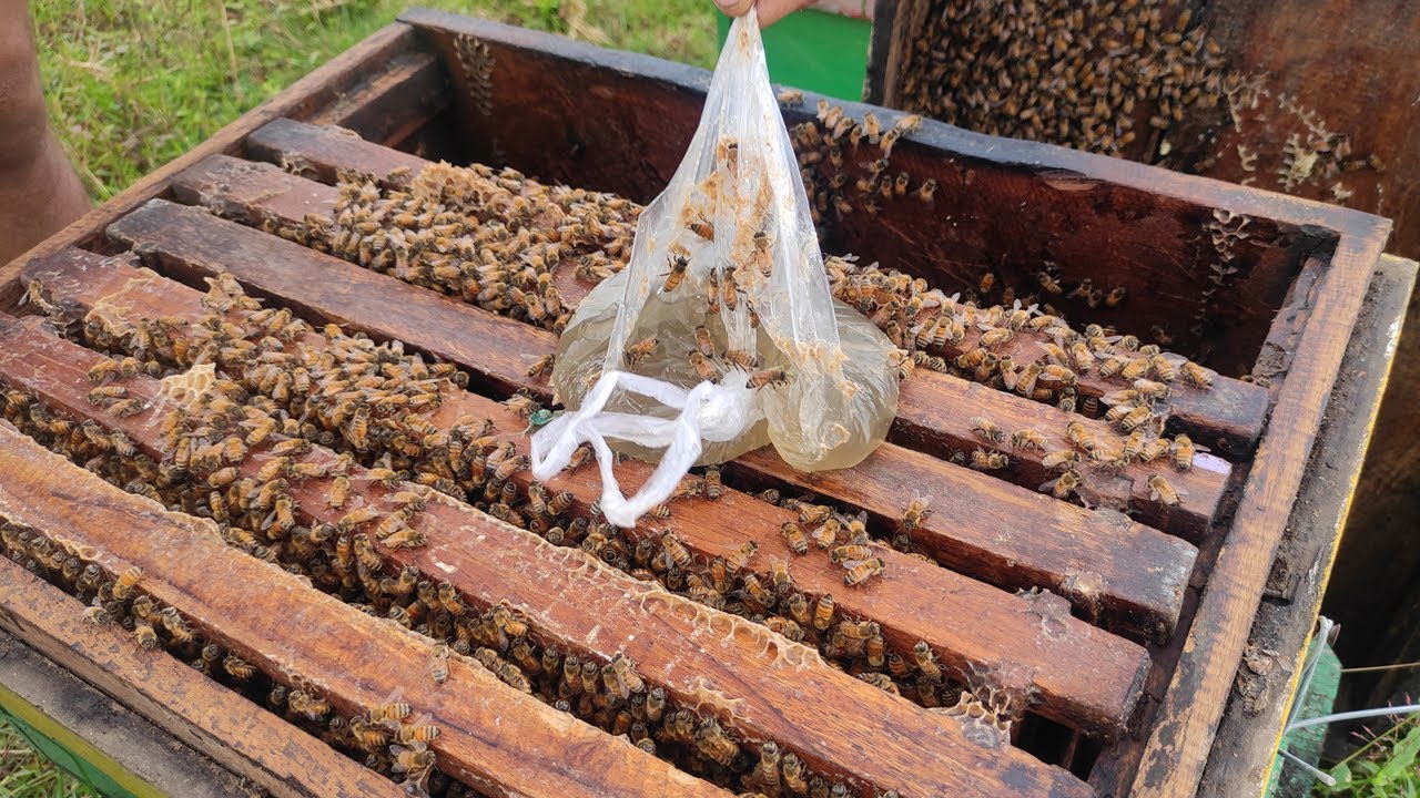 အခက်အခဲမျိုးစုံ ကြုံနေတဲ့ ရှမ်းပြည်နယ်တောင်ပိုင်းက ပျားမွေးမြူရေး