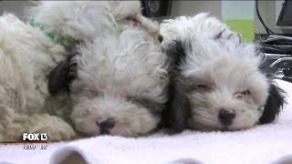 Hundreds apply for lottery to adopt dogs rescued from Tampa breeder