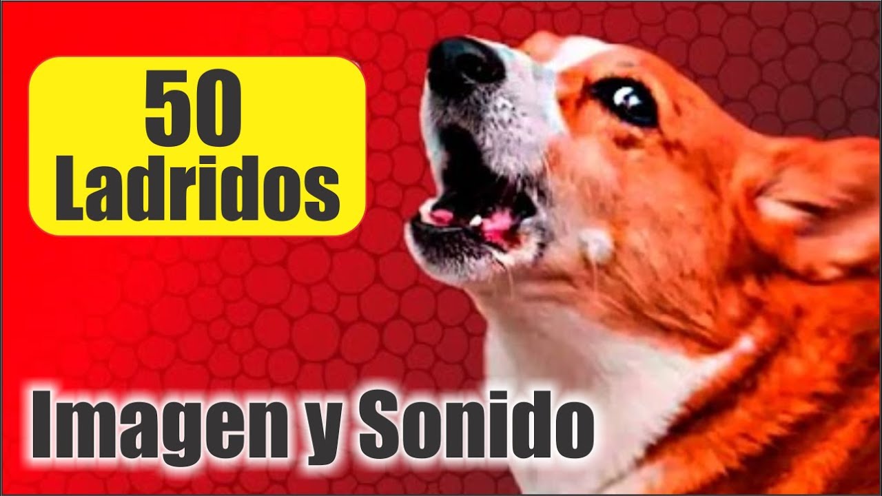 50 PERROS LADRANDO FUERTE para MOLESTAR A PERROS Y GATOS el mejor Sonido!!  📢 🐾 - YouTube