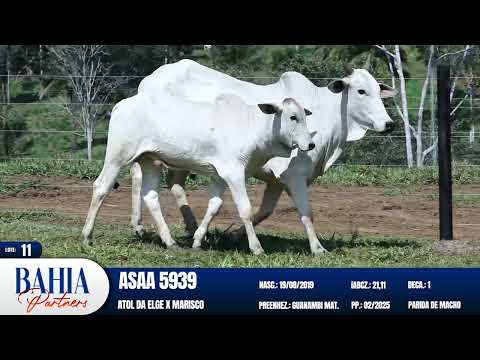 LOTE 11 - ASAA 5939