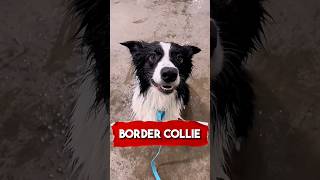 Border Collie The World's Smartest Dogs