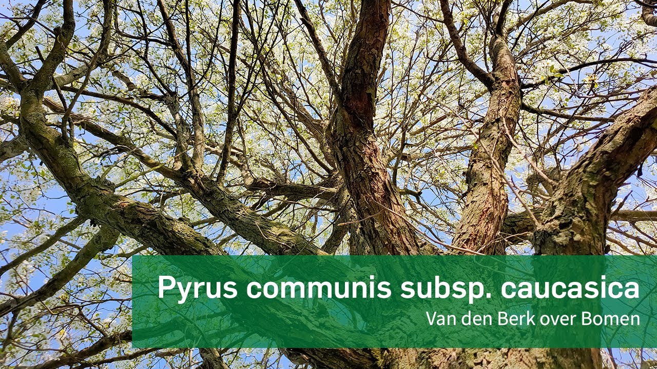 Pyrus communis subsp caucasica - Van den Berk over Bomen - YouTube