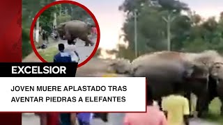 Elefante Aplasta A Joven Por Haber Lanzado Piedras A Su Manada En La India