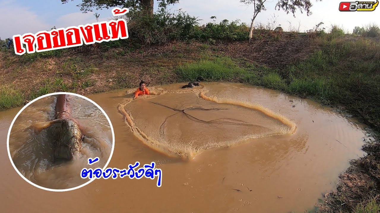 เจอบักของแท้!! จับบ่ดีมีสิทธิ์น้ำตาตก?? หว่านแห หาปลา อยู่หนองสระหาอยู่หากินอิสานบ้านเฮา