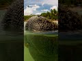 conoce con nosotros el Manatí