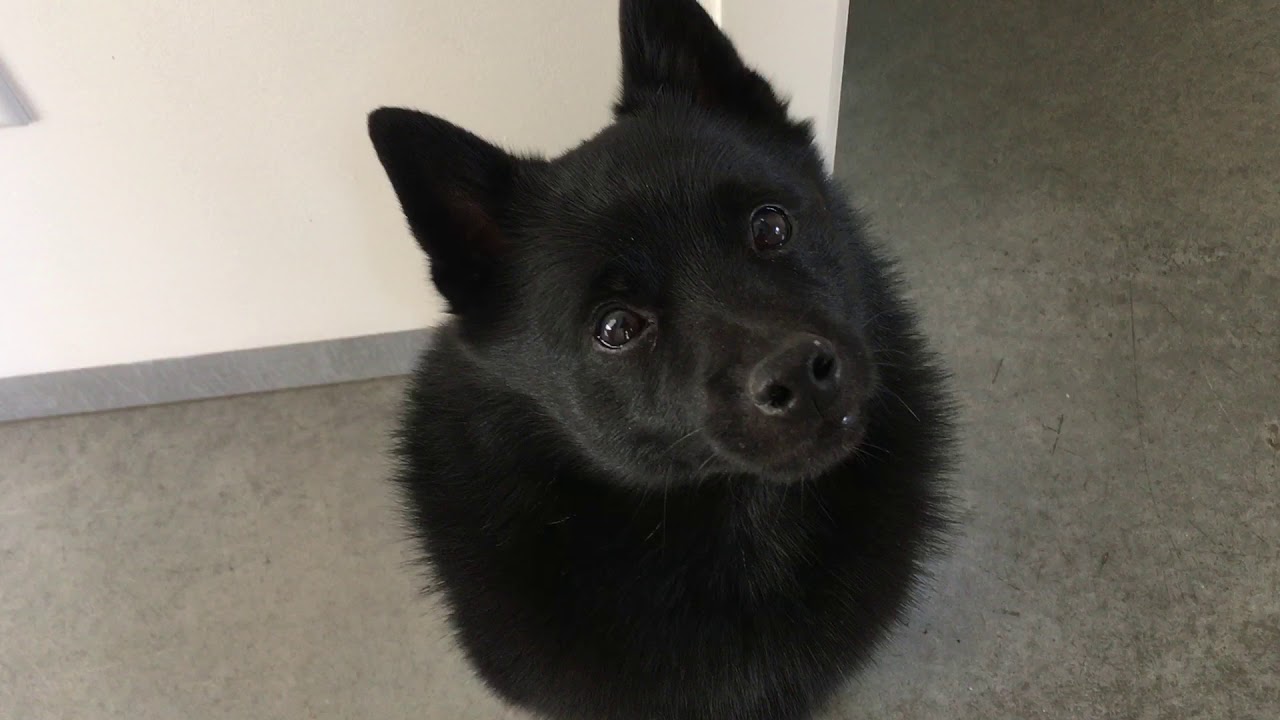 Did my Schipperke dog leave poo on the bed? YouTube