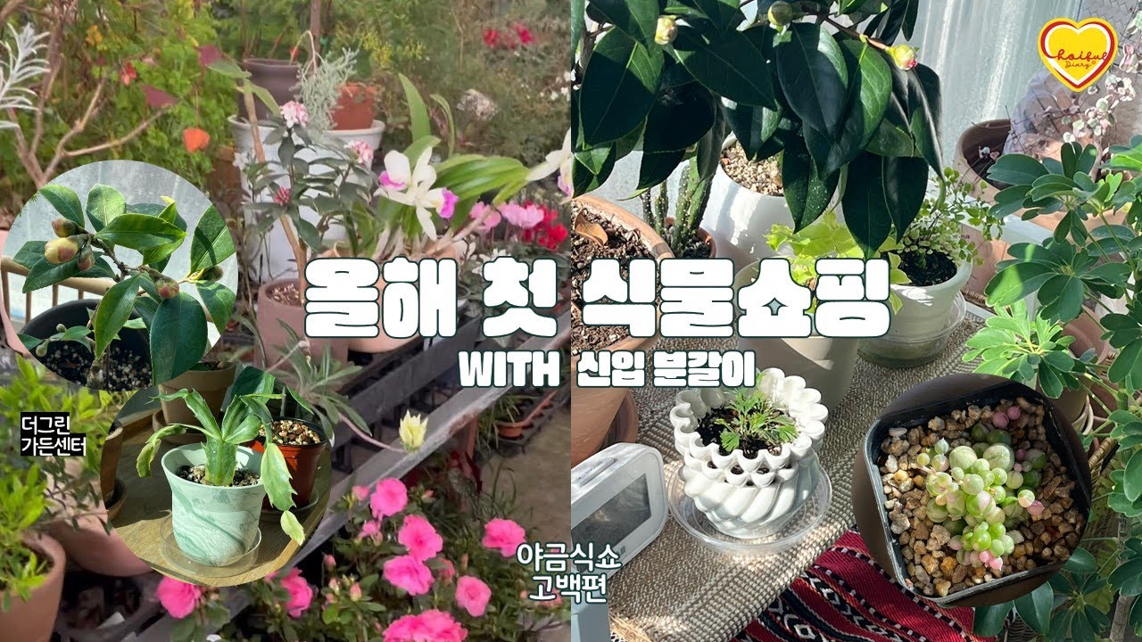 올해 첫 식물쇼핑과 신입생 분갈이하기 ｜ 더그린가든센터 ｜야금식쇼 고백편