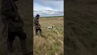 Smart little Springer pup stopping on the whistle at 16 weeks old. #gundogtraining #gundog #springer