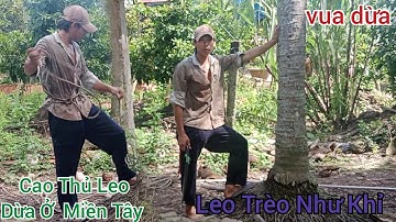 Vua Dừa Miền Tây// cây dừa xát hầm cá nuôi cao chót vót nhiều độ khó vua dừa leo trèo như khỉ