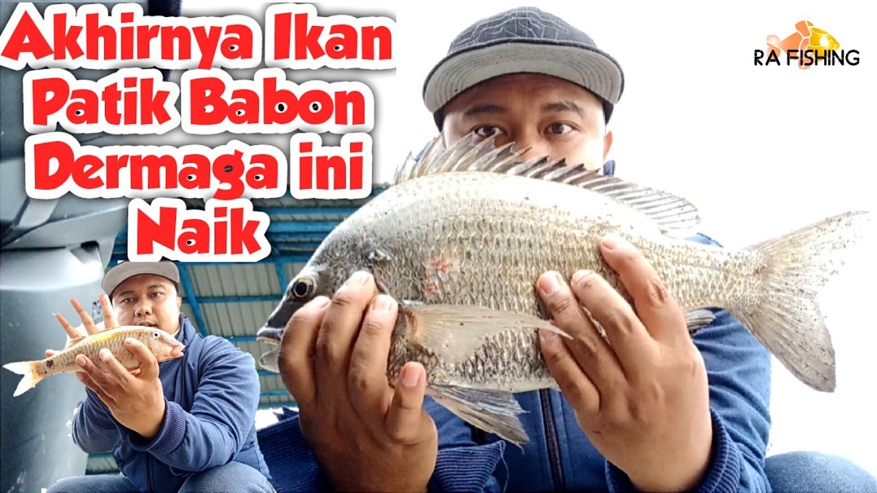 Akhirnya !!! Ikan Babon Patik / Bekukon Dermaga Pacitan ini Naik 