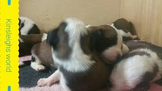 13 saint bernard puppies 2 weeks old walking and rolling around cutest thing in the world