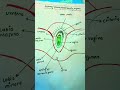 External Female Reproductive Organs# Reproductive system # explore##mha# viral # trending video