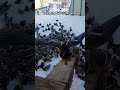 Hoard Of Ducks Fly In For Lunch