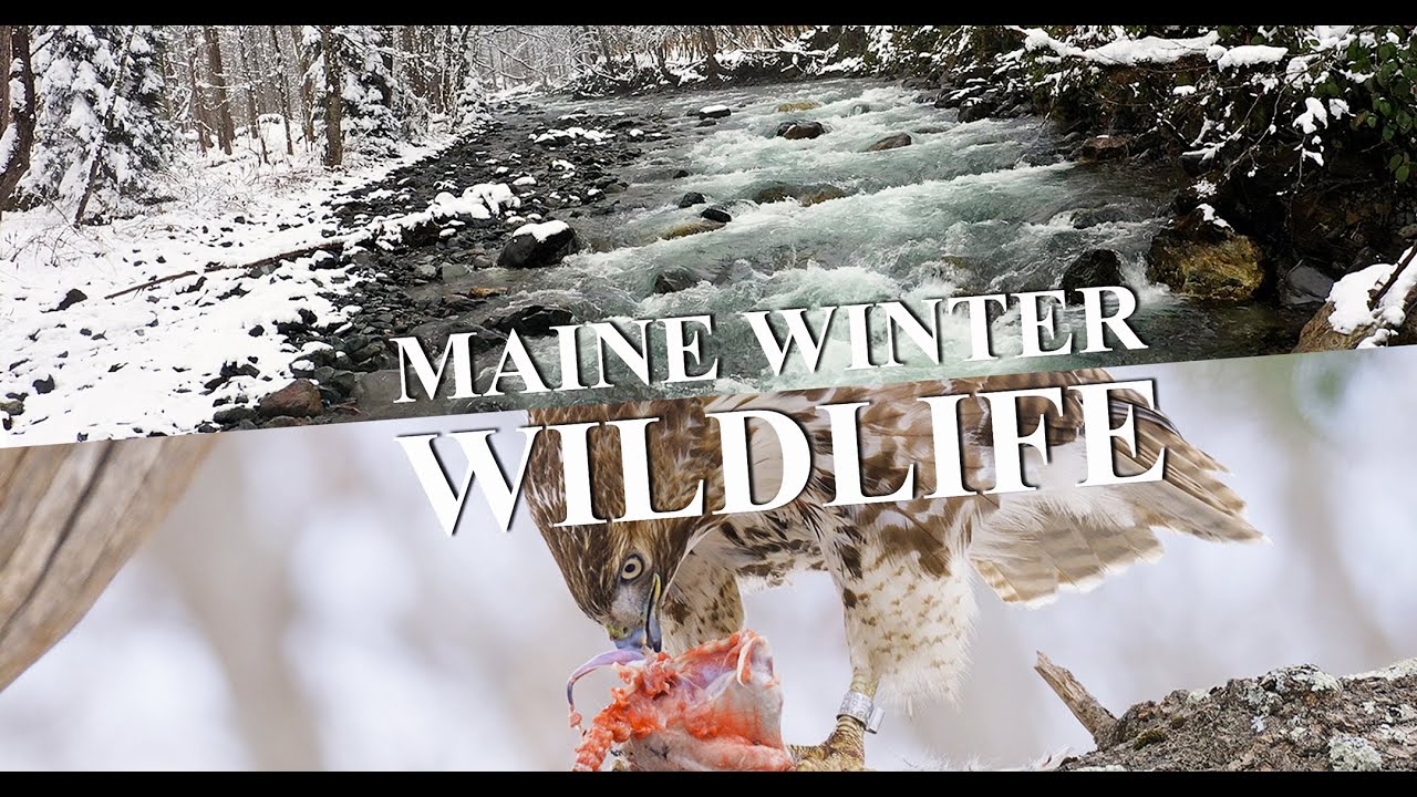 World Wildlife Day 2024 - Maine Winter Wildlife Vol. 1