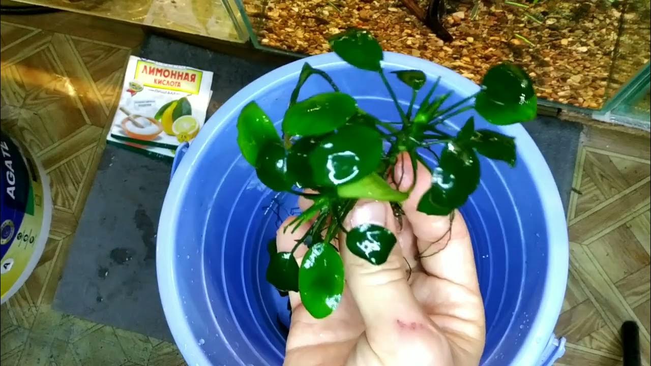 Чистка растений от водорослей, отличный способ - YouTube
