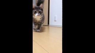 猫ノルウェージャンフォレストキャット ドアから登場 Advent of the Norwegian Forest Cat.