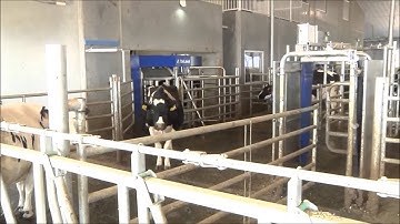 This Is Why: Jason Crozier, Cheslen Dairy Ltd