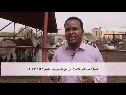 برنامج سنابل مواصفات اختيار عجول التسمين و االتغذية والرعاية البيطرية  برنامج سنابل مواصفات اختيار عجول التسمين و االتغذية والرعاية البيطرية