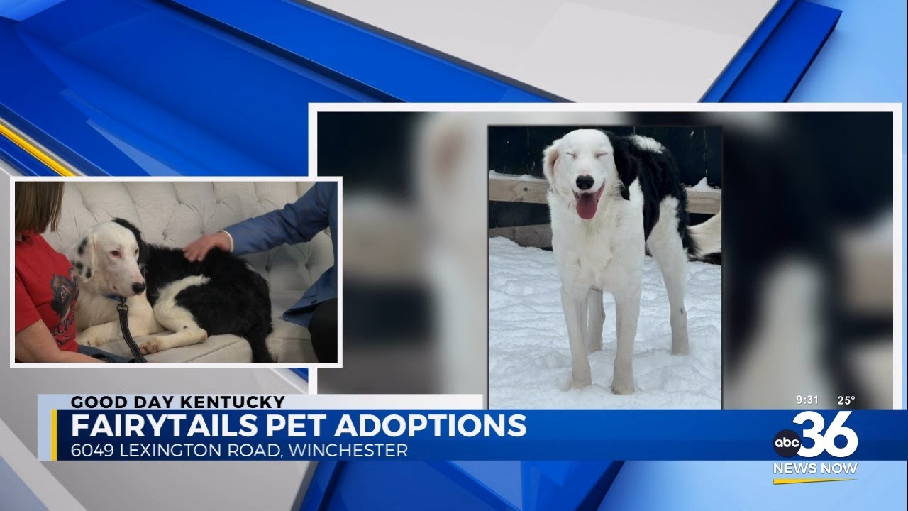 Bark at the moon with Ozzy as he finds a new home