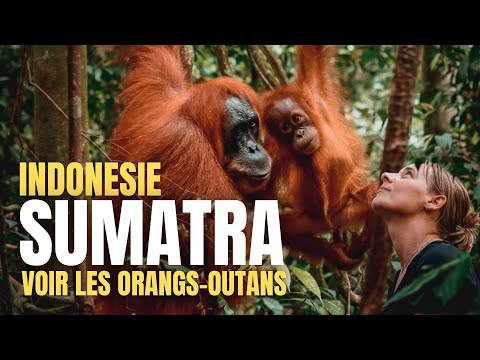 Vidéo: Orang-outan de Sumatra : description et photo