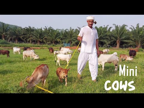 Video: Mini Krávy jsou baleny s kompaktní roztomilost