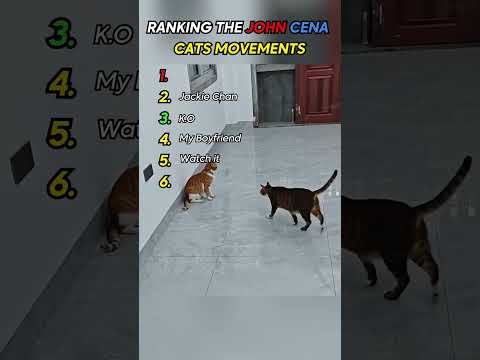 Cats John Cena Movements Funny Cats Reaction