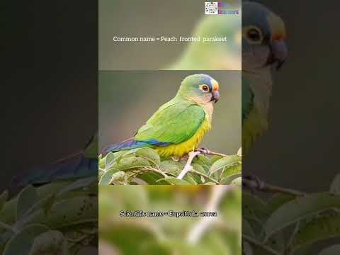 Scientific name of Peach fronted parakeet
