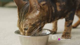 #cat #catshorts #viral #viralvideos #catfoodie #catlover #catsofyoutube #animals #catsfood
