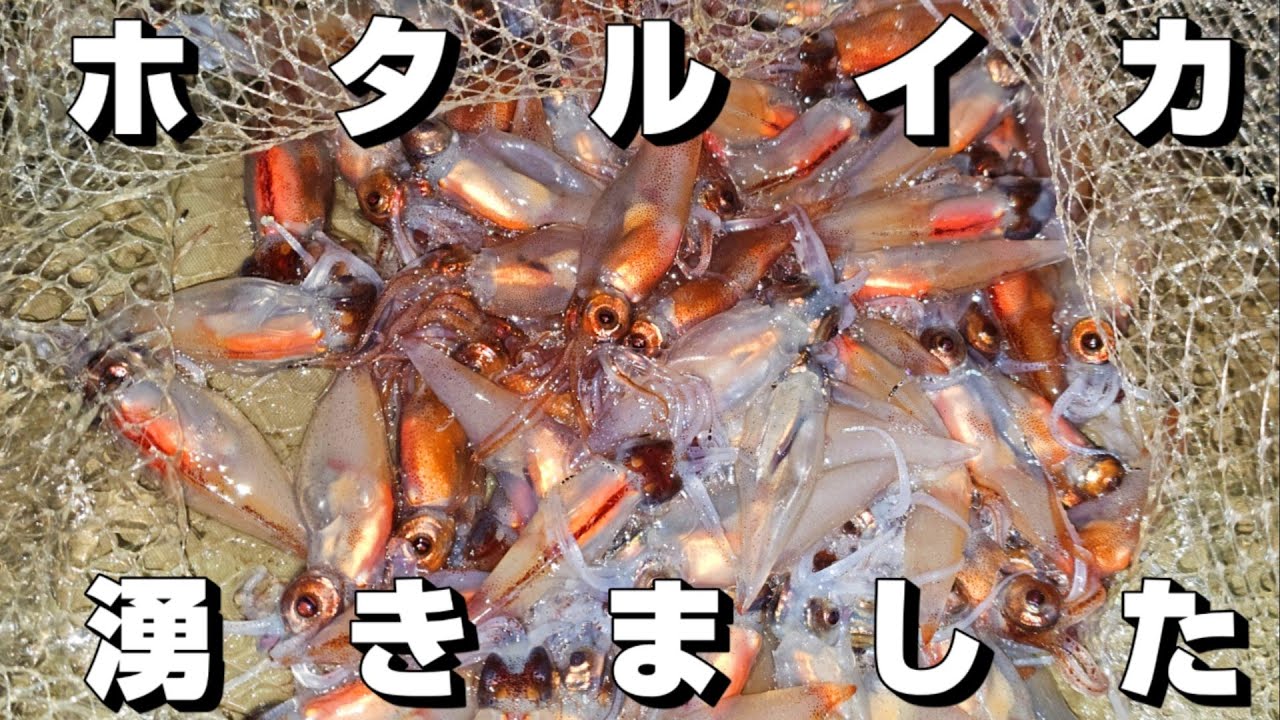 【春の風物詩】2月の新月でホタルイカ湧きました!!掬い放題で10㎏オーバー!!
