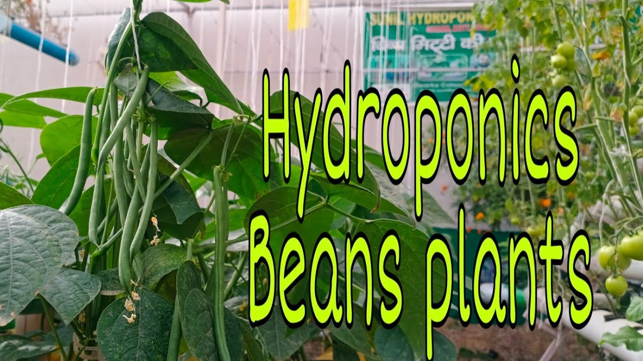 Hydroponics Beans Plants (Sunil Hydroponics) YouTube