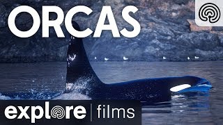 Orcas | Explore Films