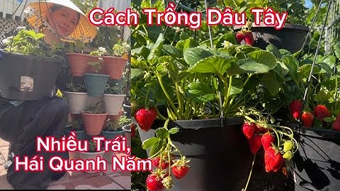Cách Trồng Dâu Tây Vào Mùa Xuân Nhiều Trái, Trái Quanh Năm Ngon, Ngọt Bằng Đất Giảm Giá Rẻ Ở Costco