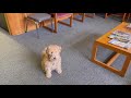 Ruby Lakeland Terrier in the Office の動画、YouTube動画。