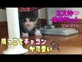 【子猫 成長記録 21b】隅っこでチョコンとしている姿が可愛い♩けど…【cute kitten 21b】