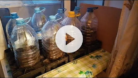 голубая ель от черенка до саженца 100% результат (Blue spruce from cuttings to seedlings)