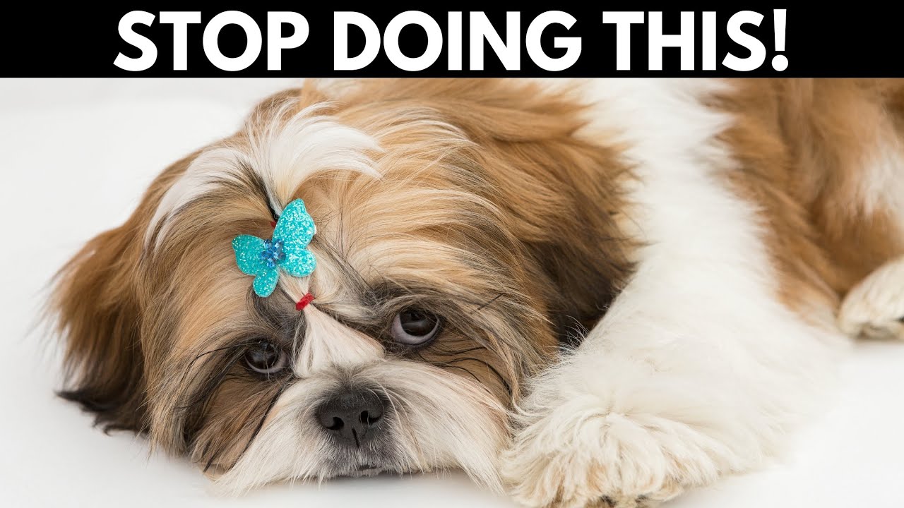 14 способов, которыми вы причиняете вред своей ши-тцу, даже не осознавая этого